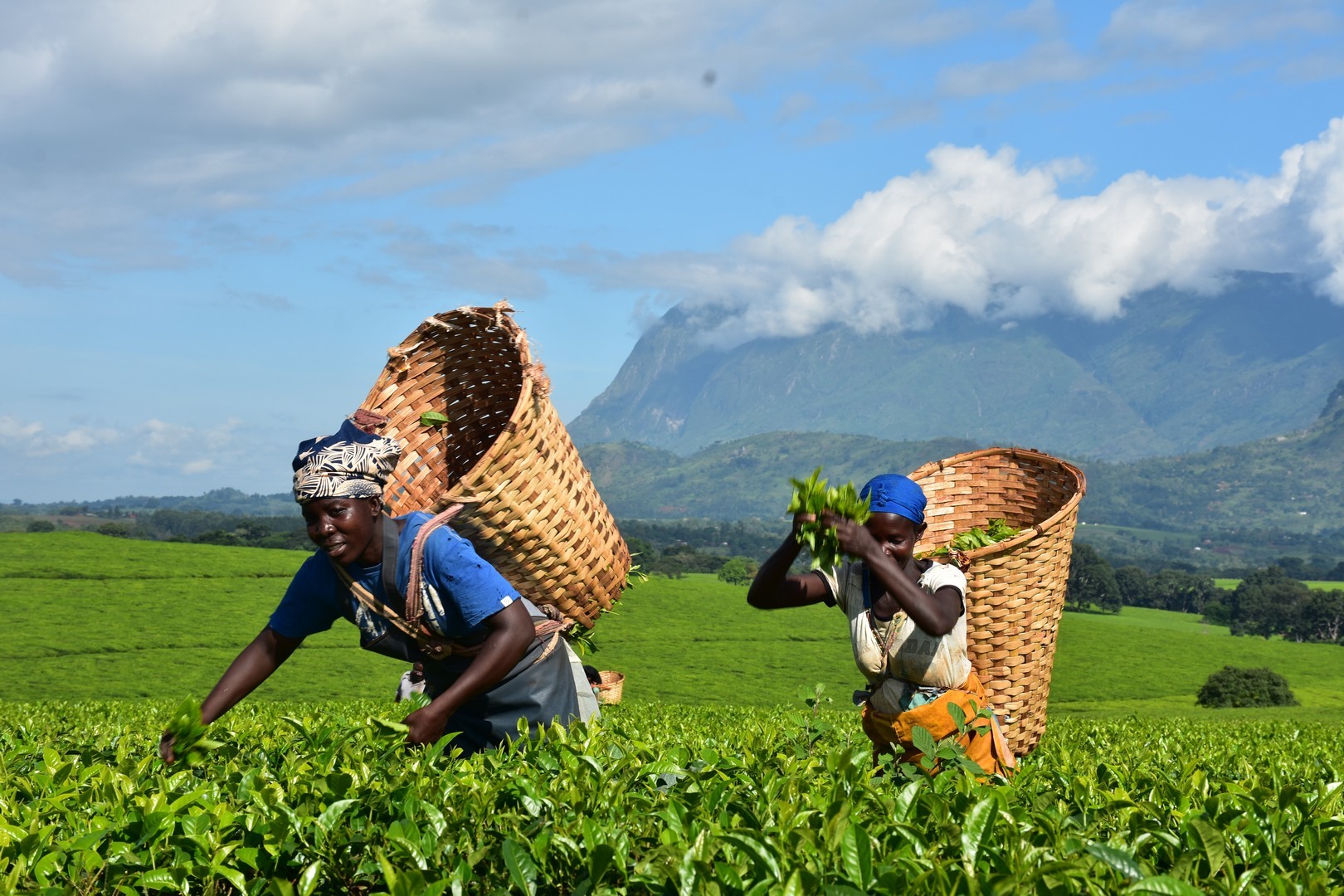 Traditional Malawian cultural dance