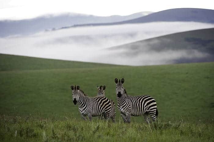 Zebras at Nyika Plateau
