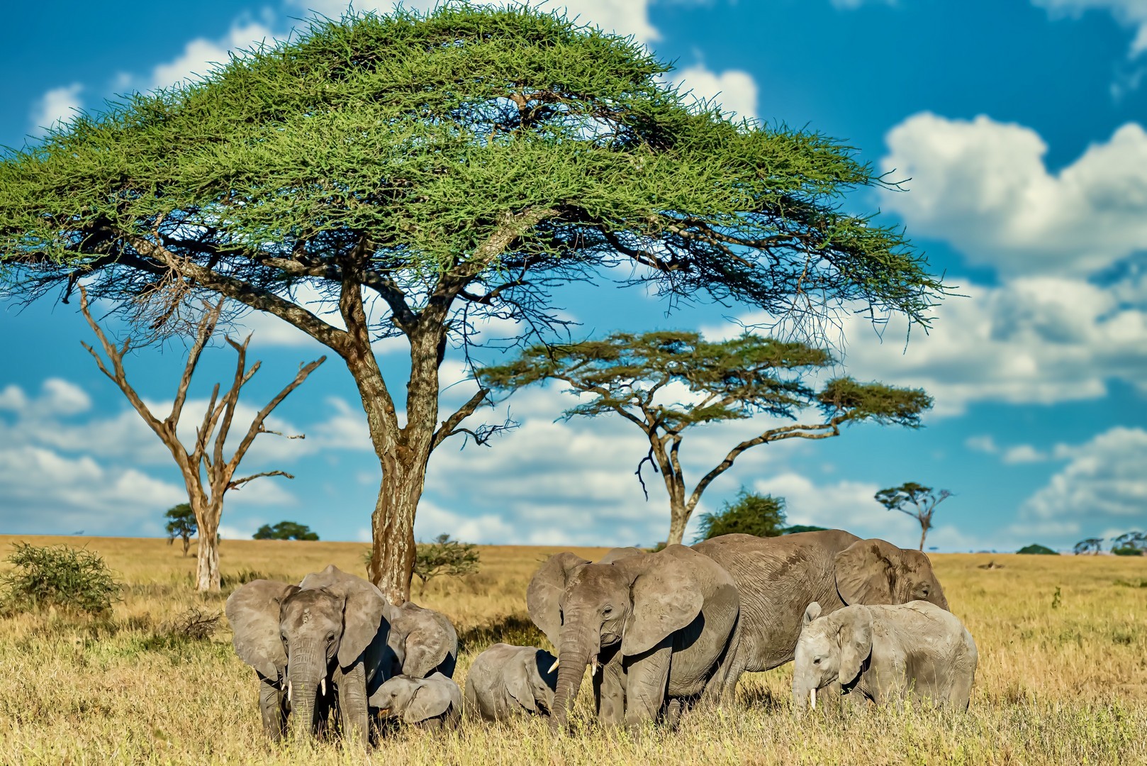 Group of elephants walking through dry grassland wilderness