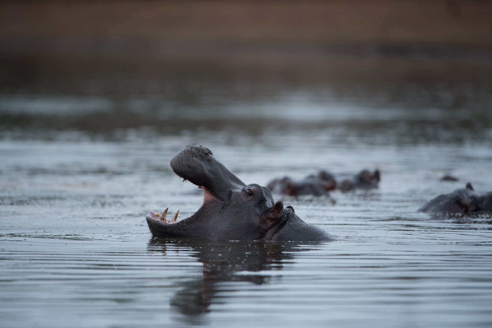 Hippo with mouth open in lake waters